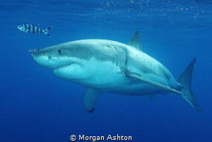 Great White Shark and Friends.Sony RX-100. by Morgan Ashton 